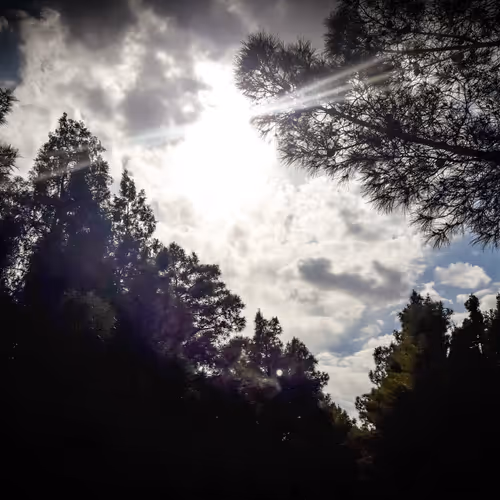Sunburst Through Pines