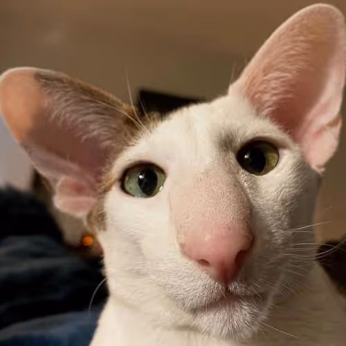 My cat