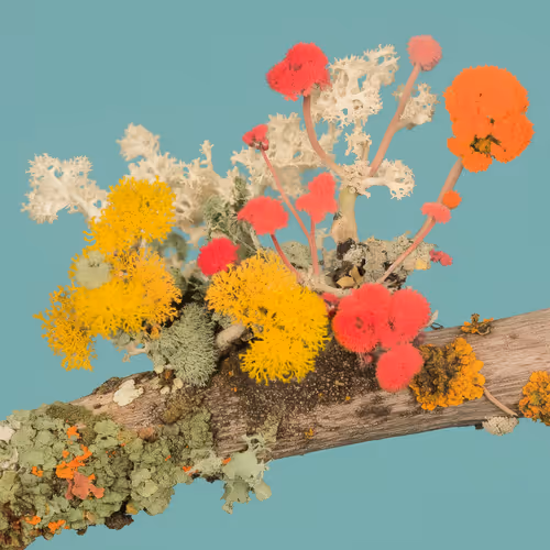 Lichen