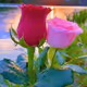 Flowers &Roses