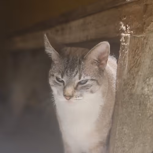Nala - My Pets