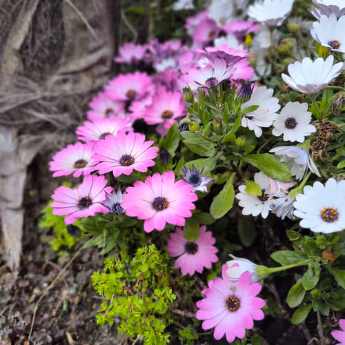 Spring Evidences