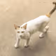 Cat community