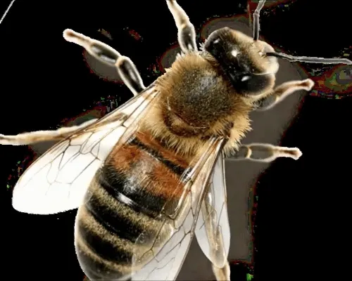 Metabees