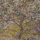 Tree, Spring Plum