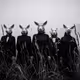 Masks of the Void