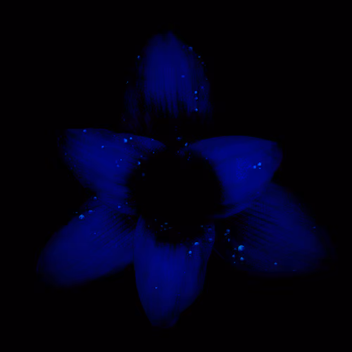 Rain Lily DM3