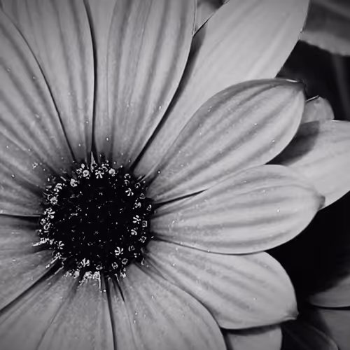 Monochrome Beauty #8