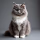 a gray fluffy