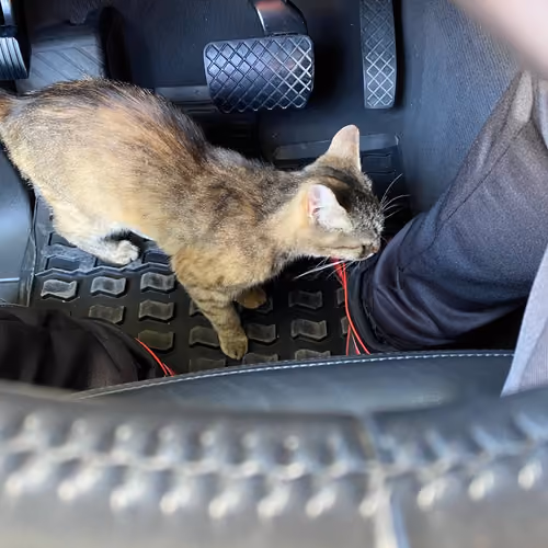 Cat in a car