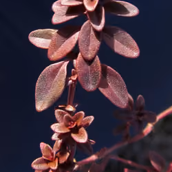 "Thyme"