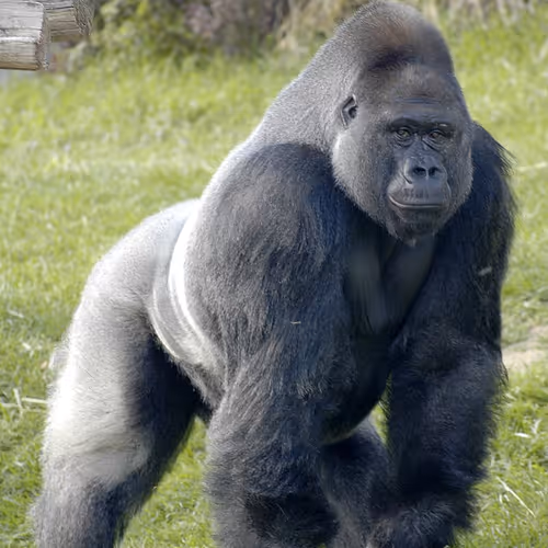 Gorilla
