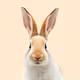 Rabbitholeworld
