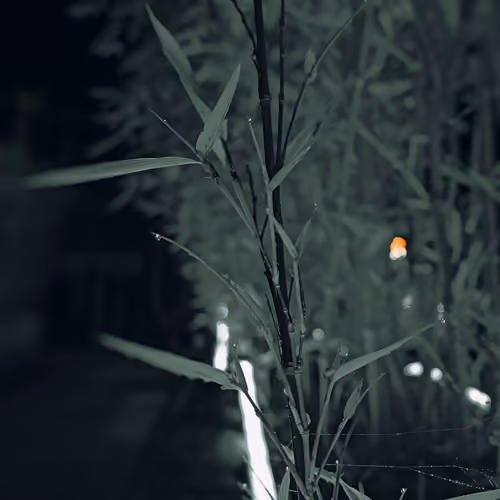 Behind The Bushes #59