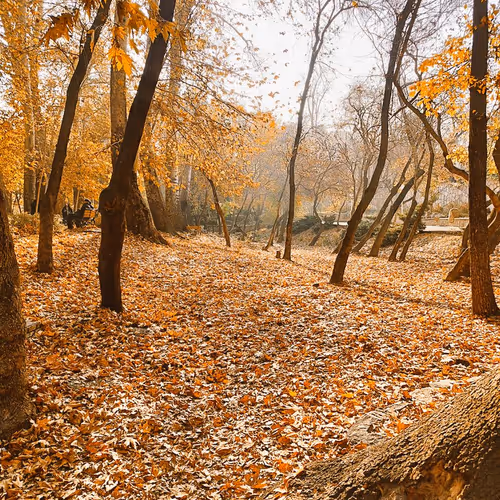 Autumn 357