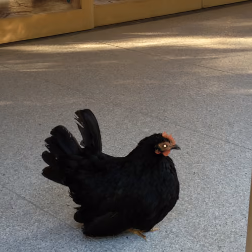 black bird 1