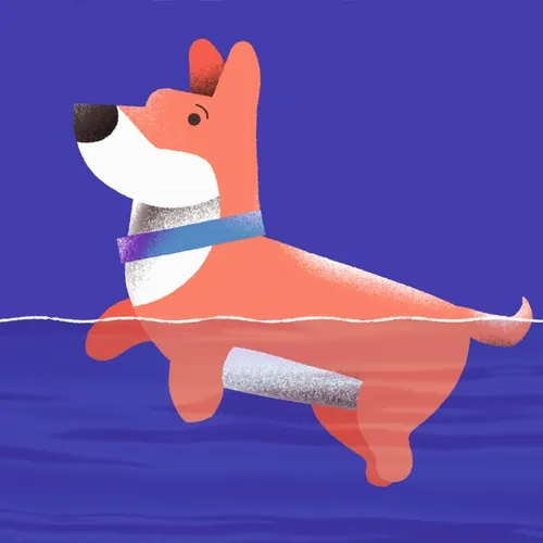 Swimming Corgi Dog