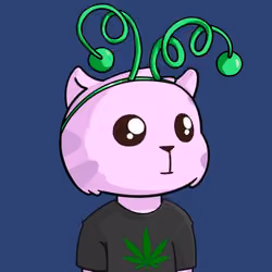 Kitty Base