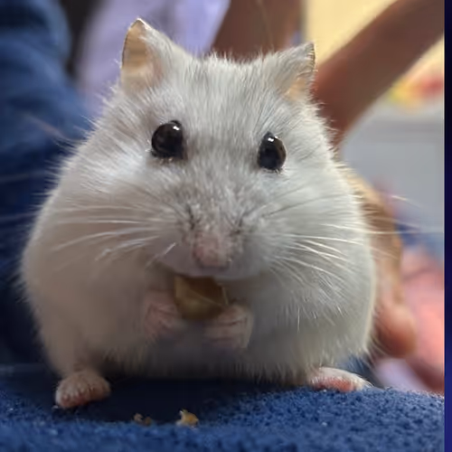 Nukii