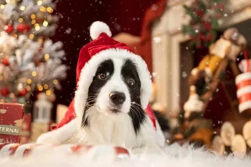 Dogecollie 504704197