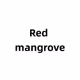 Red mangrove