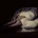 Rodeo posts