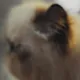 Meow