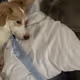 Dog and cat