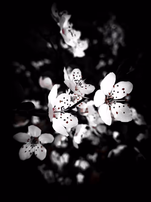 Item #11 Media