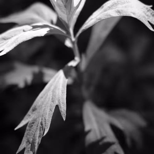 Sudden Frantic Wisdom