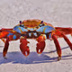 crab