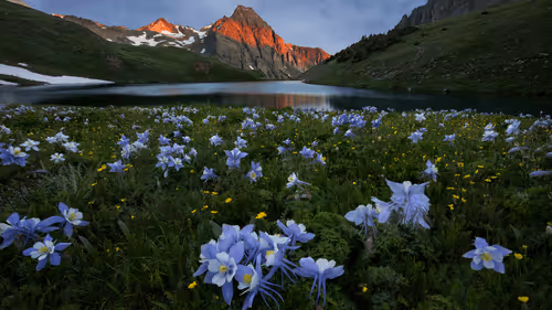 Floral Peaks #86