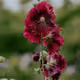 Deep Maroon Petals