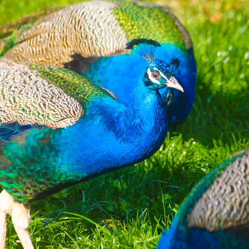Emerald Royalty In The Sunlight