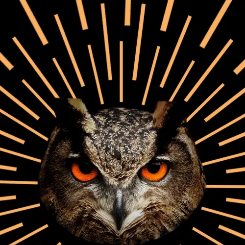 Owl 202