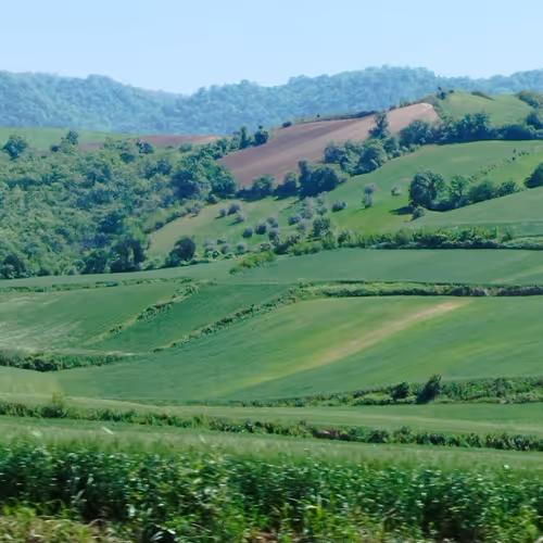 Green Land 10