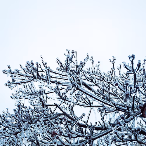 Ice Storm