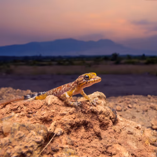 Niligiri Dwarf Gecko