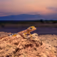Niligiri Dwarf Gecko