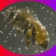 FLYING BEE
