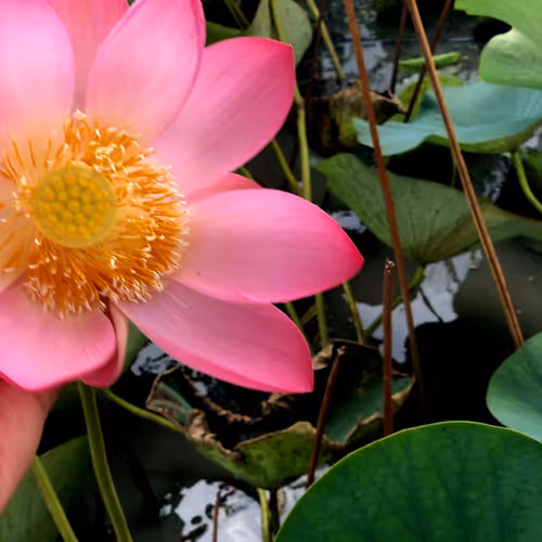 Water Lily 12