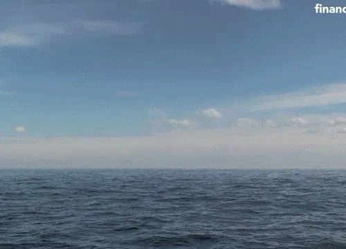 Monkey 1018