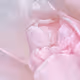 The last rose of summer