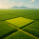 Grass Plot Test