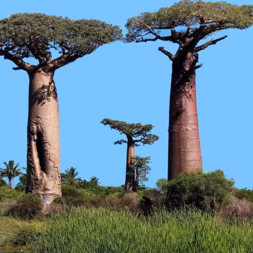  Baobab (Adansonia digitata)