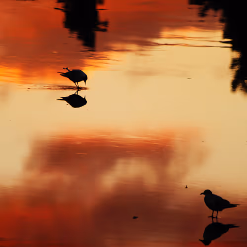 Frozen Reflections 3