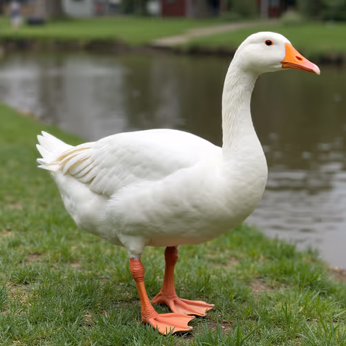 Goose