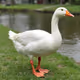 Goose