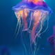 Ocean Anthropomorphic Jellyfish