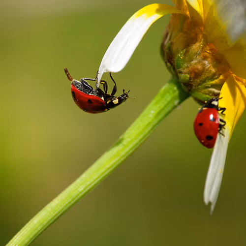 Ladybird 9